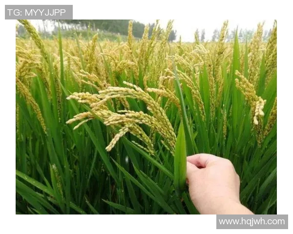 大米的种植、加工与消费全解析：从稻田到餐桌的绿色之旅