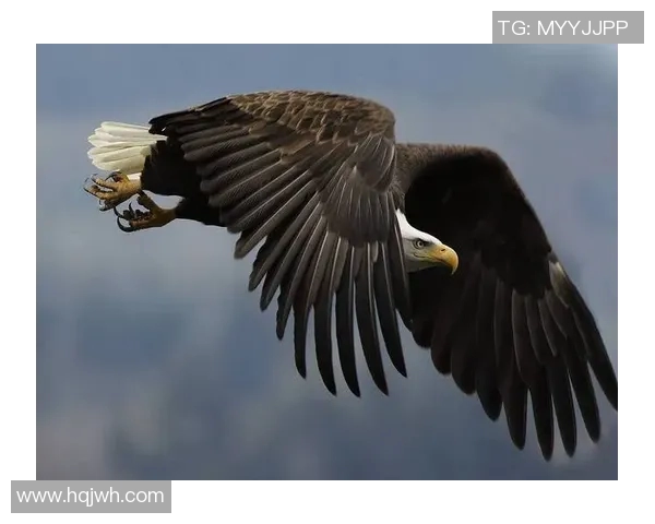《翱翔天际的王者老鹰探索其独特飞行技巧与生存智慧》